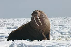 walrus picture